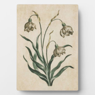 Vintage Botanical Floral Snowdrop Plaque