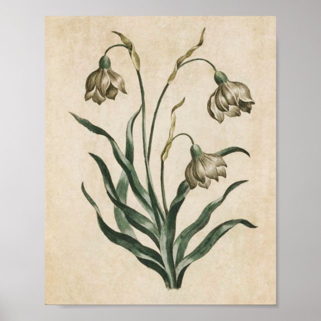 Vintage Botanical Floral Snowdrop Print (Front)