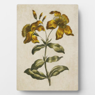 Vintage Botanical Floral St. John's Wort Plaque
