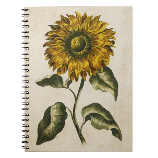 Vintage Botanical Floral Sunflower Illustration Notebook (Front)
