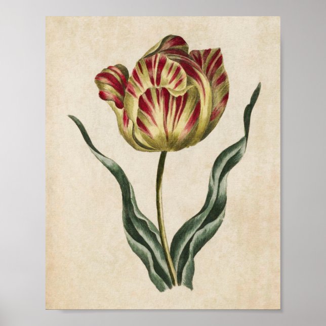 Vintage Botanical Floral Tulip Print (Front)