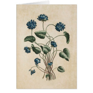Vintage Botanical Floral Violets Illustration