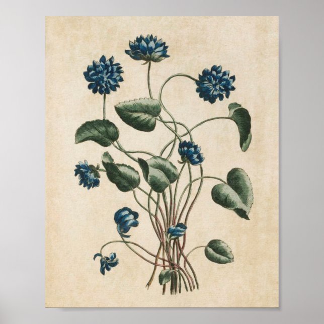Vintage Botanical Floral Violets Print (Front)