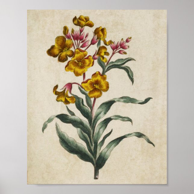 Vintage Botanical Floral Wall Flower Print (Front)