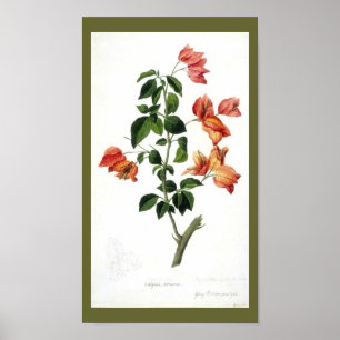 Vintage Botanical-Flower-Bouganville Poster