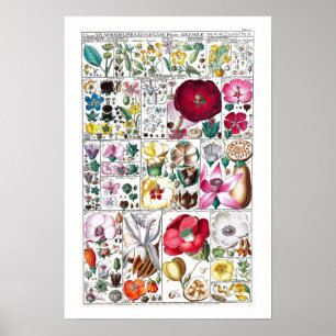 VINTAGE BOTANICAL FLOWER CHART POSTER BY FUESSLI