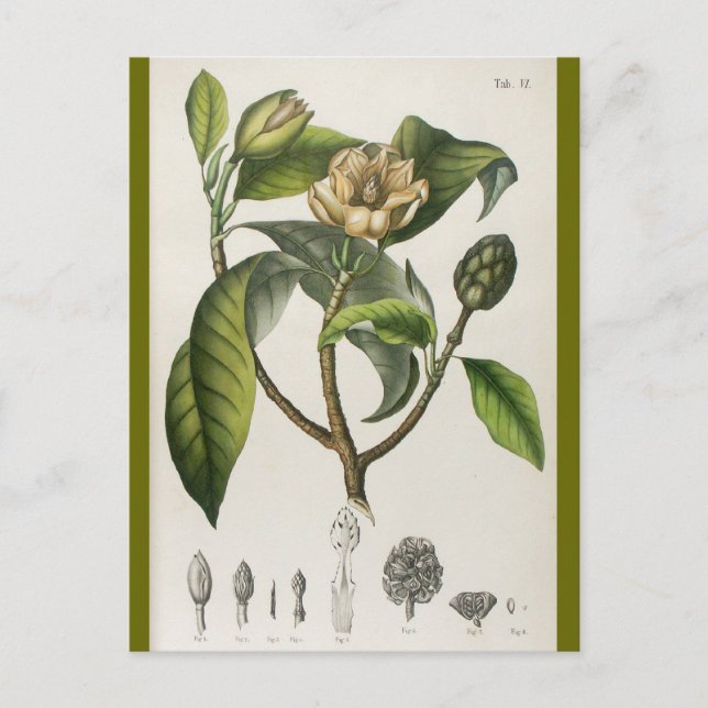 Vintage Botanical Flower Illustration Postcard (Front)