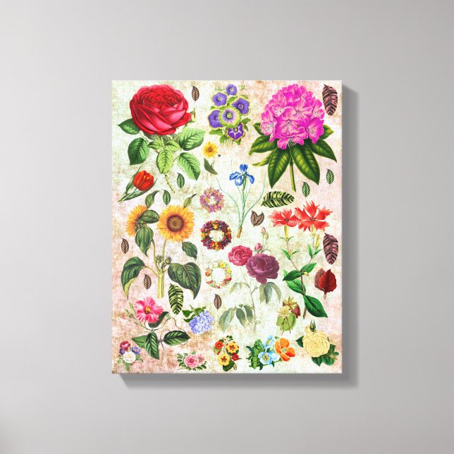 Vintage Botanical Flower illustrations Nature art  Canvas Print (Front)
