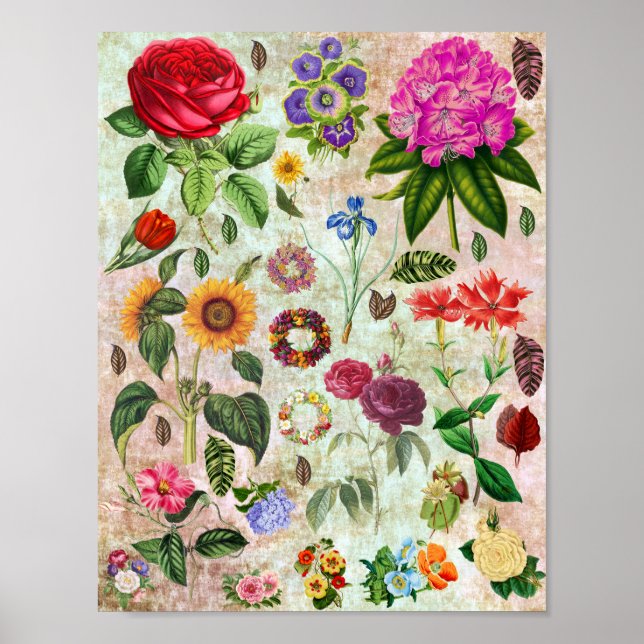 Vintage Botanical Flower illustrations Nature art Poster (Front)