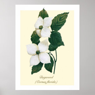 Vintage Botanical Flowering Dogwood Poster