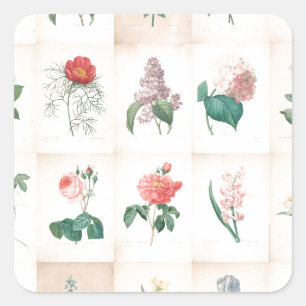 Vintage botanical Flowers by Redoute Square Sticker