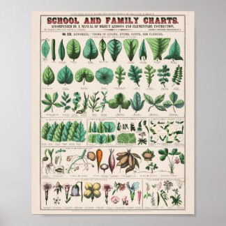 Vintage Botanical: forms Poster