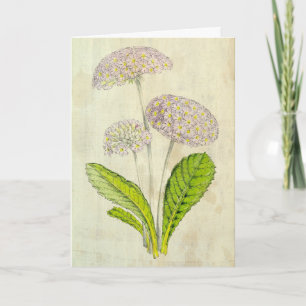 Vintage Botanical Fortune's Primrose Card