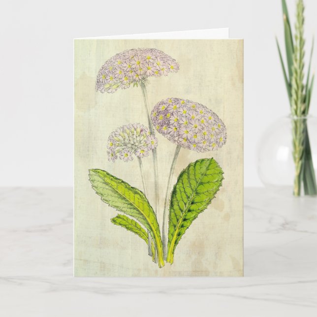 Vintage Botanical Fortune's Primrose Card (Front)