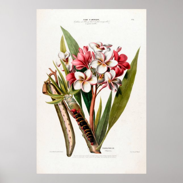 Vintage Botanical Frangipani Flore D Amerique Poster (Front)