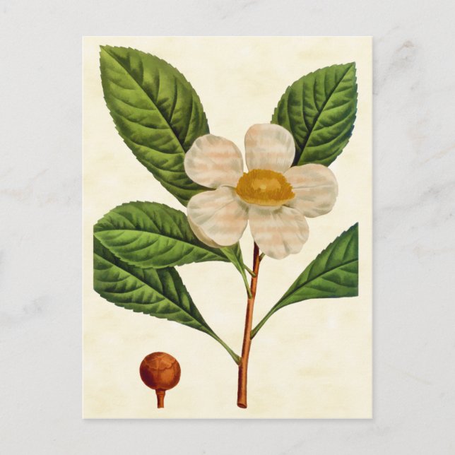 Vintage Botanical Franklinia Tree Illustration Postcard (Front)
