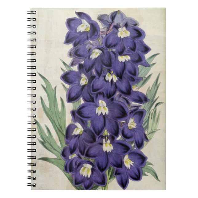 Vintage Botanical Fraser's Bee Larkspur Notebook (Front)