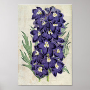 Vintage Botanical Fraser's Bee Larkspur Poster