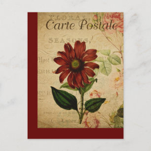 Vintage Botanical French Post Card Echinacea