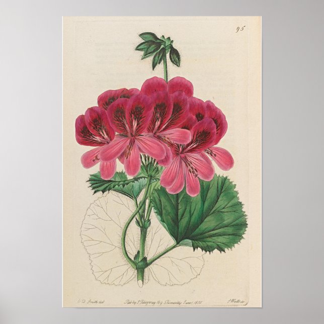 VINTAGE BOTANICAL GERANIUM  PRINT POSTER (Front)