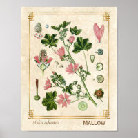 Vintage Botanical Herb Pink Mallow Flower