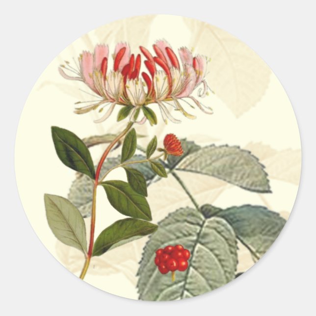 Vintage Botanical Honeysuckle Montage Classic Round Sticker (Front)
