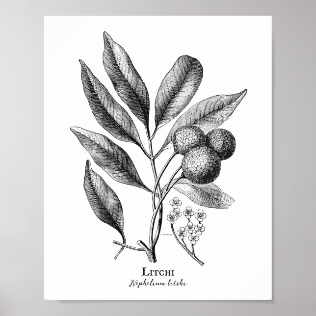 Vintage Botanical IIlustration Litchi Poster (Front)