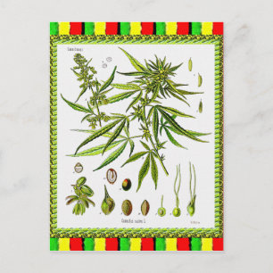 Vintage Botanical Illustration, 1897 - A weed Postcard