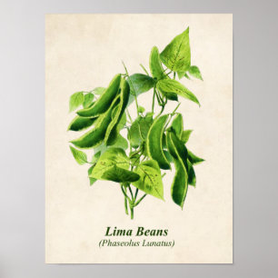 Vintage Botanical Illustration, Butter Bean Vine Poster