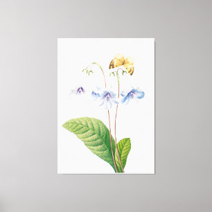 Vintage Botanical Illustration  Canvas Print