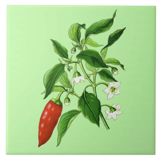 Vintage Botanical Illustration, Chilli Pepper Tile (Front)