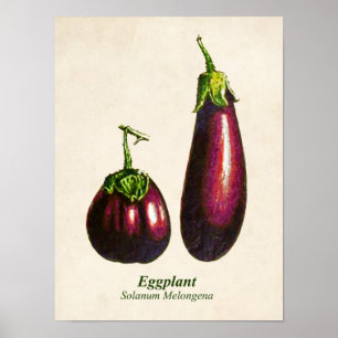 Vintage Botanical Illustration, Eggplants Poster