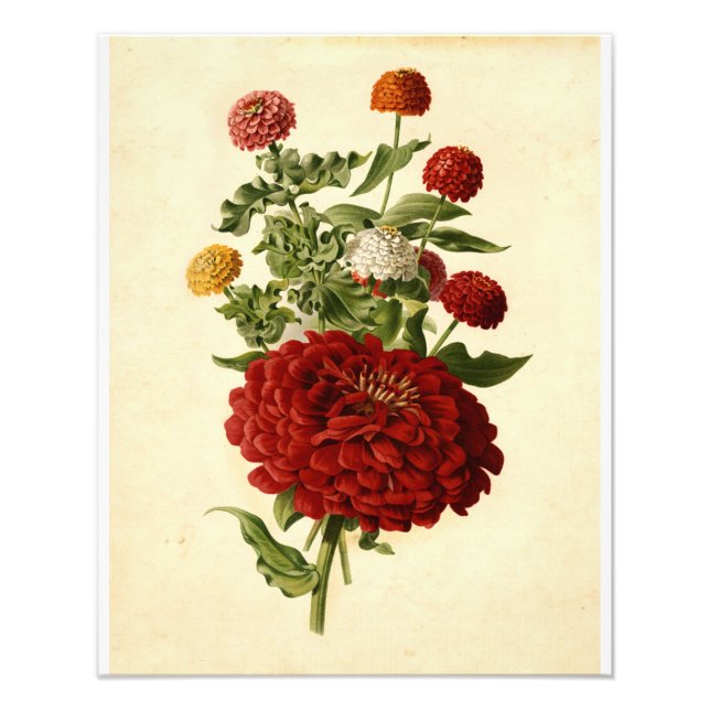Vintage Botanical Illustration Floral Art Photo Print (Front)