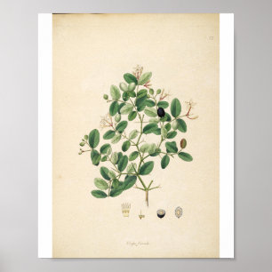 Vintage Botanical Illustration Floral Art Poster