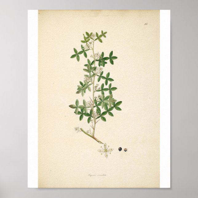 Vintage Botanical Illustration Floral Art Poster (Front)