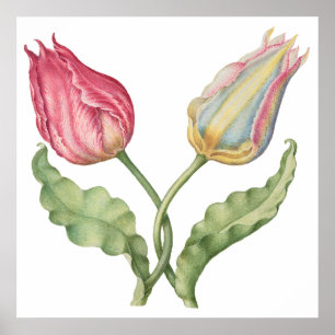 Vintage botanical  illustration flower Tulip Poster