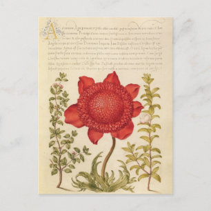 Vintage Botanical Illustration Holiday Postcard