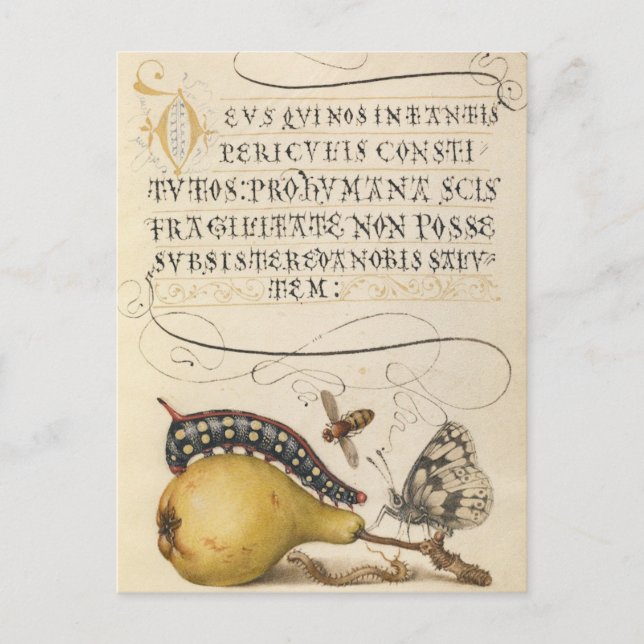 Vintage Botanical Illustration Holiday Postcard (Front)