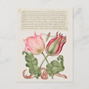 Vintage Botanical Illustration Holiday Postcard