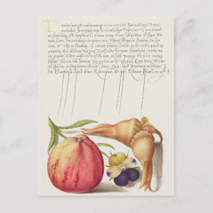 Vintage Botanical Illustration Holiday Postcard