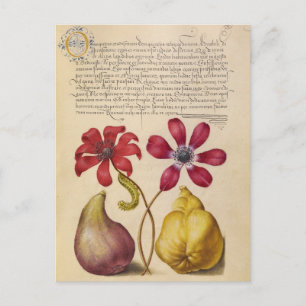 Vintage Botanical Illustration Holiday Postcard
