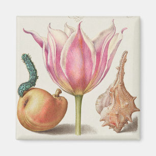 Vintage Botanical Illustration  Magnet