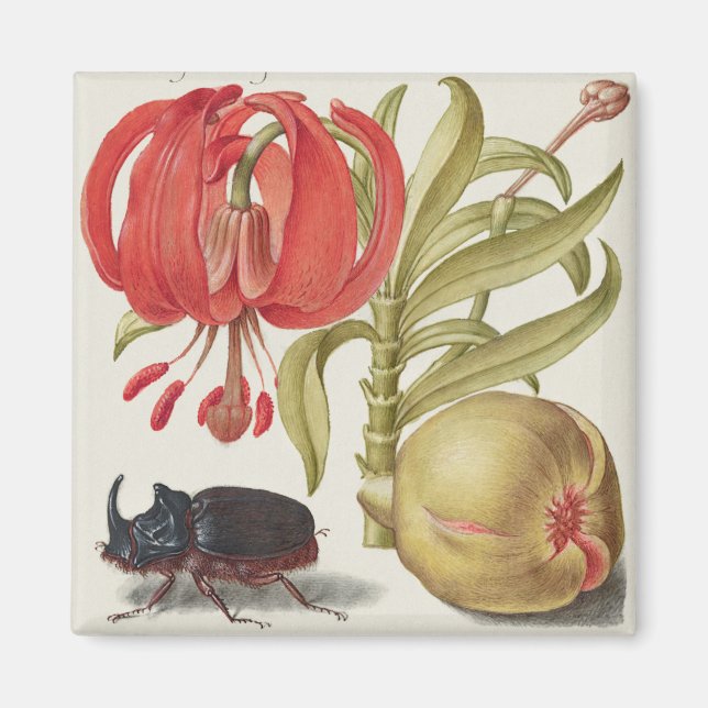 Vintage Botanical Illustration  Magnet (Front)