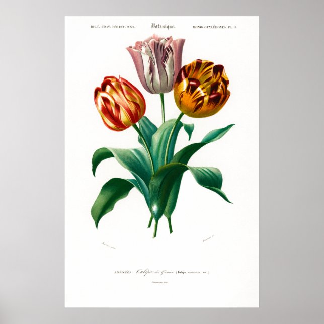 Vintage botanical illustration of a tulip poster (Front)