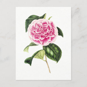 Vintage Botanical Illustration of Pink Camellia Postcard