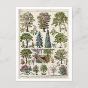 Vintage Botanical Illustration of Trees Postcard