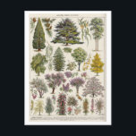 Vintage Botanical Illustration of Trees Postcard<br><div class="desc">This postcard is a reproduction of a vintage educational chart / botanical illustration showing trees.</div>