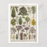 Vintage Botanical Illustration of Trees