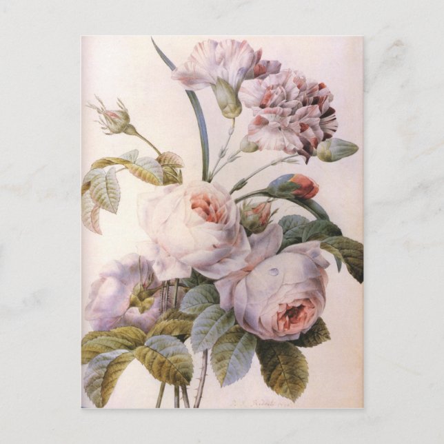vintage botanical illustration, pink rose postcard (Front)