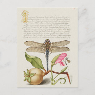 Vintage Botanical Illustration Postcard